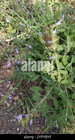 Griechischer Salbei (Salvia fruticosa) Stockfoto