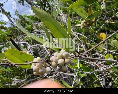 lorbeerblatt greenbrier (Smilax laurifolia) Stockfoto