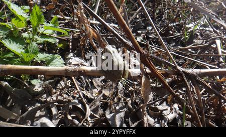 Östlicher Baumfrosch (Hyla orientalis) Stockfoto