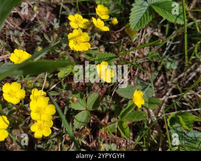 Siebenblättriges Cinquefoil (Potentilla Heptaphylla) Stockfoto