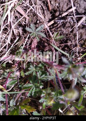 Siebenblättriges Cinquefoil (Potentilla Heptaphylla) Stockfoto