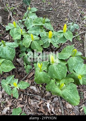 Gelbes wakerobin (Trillium luteum) Stockfoto