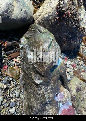 Cabezon (Scorpaenichthys marmoratus) Stockfoto