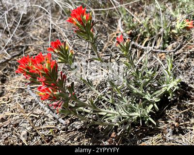 Indischer Wollpinsel (Castilleja foliolosa) Stockfoto