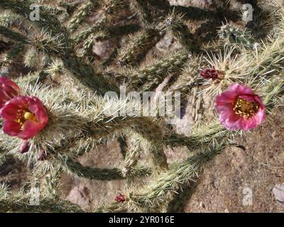 Walkingstock-Kakteen (Cylindropuntia imbricata spinosior) Stockfoto