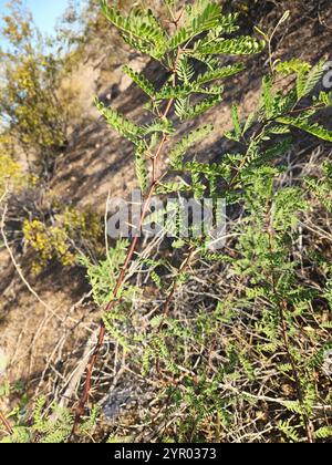 Weißhornakazie (Vachellia constricta) Stockfoto