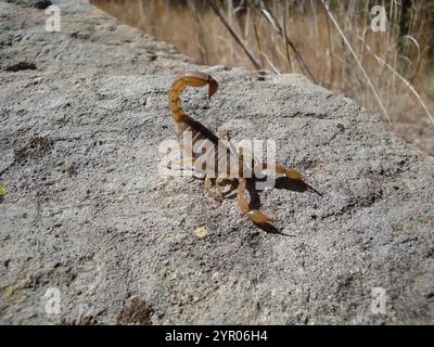 Skorpion (Paravaejovis spinigerus) Stockfoto