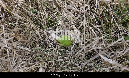 Östlicher Baumfrosch (Hyla orientalis) Stockfoto