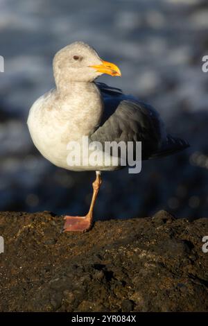 Möwe, herausragende Naturraum Yaquina Head, Newport, Oregon Stockfoto