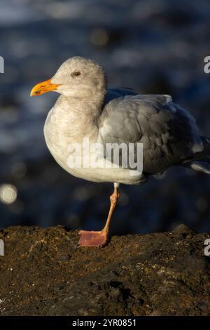 Möwe, herausragende Naturraum Yaquina Head, Newport, Oregon Stockfoto