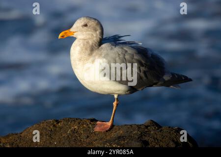 Möwe, herausragende Naturraum Yaquina Head, Newport, Oregon Stockfoto