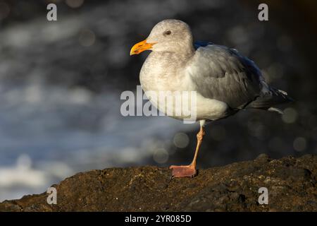 Möwe, herausragende Naturraum Yaquina Head, Newport, Oregon Stockfoto