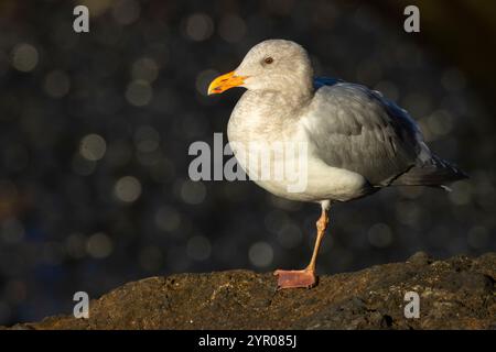 Möwe, herausragende Naturraum Yaquina Head, Newport, Oregon Stockfoto