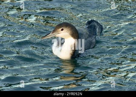 Gavia immer, Public Fishing Pier, Newport, Oregon Stockfoto