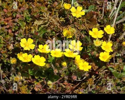 Siebenblättriges Cinquefoil (Potentilla Heptaphylla) Stockfoto