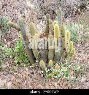 Cereus mit Goldstacheln (Bergerocactus emoryi) Stockfoto