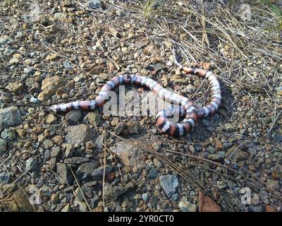 California Mountain Kingsnake (Lampropeltis zonata) Stockfoto