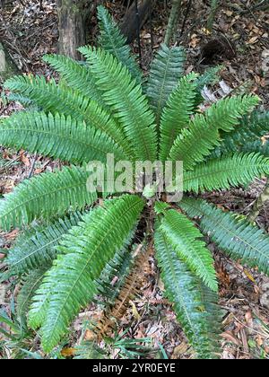 Kronfarn (Lomaria-Verfärbung) Stockfoto