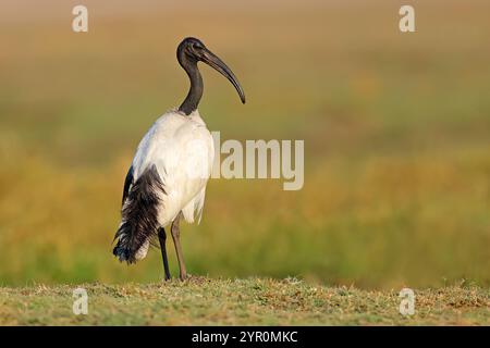 Ein afrikanischer heiliger Ibis (Threskiornis aethiopicus) in natürlicher Umgebung, Chobe National Park, Botswana Stockfoto