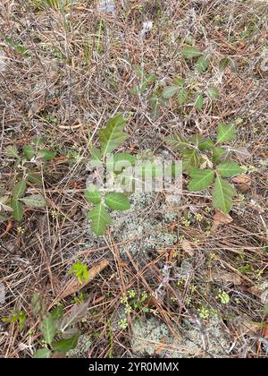 Atlantische Gifteiche (Toxicodendron pubescens) Stockfoto