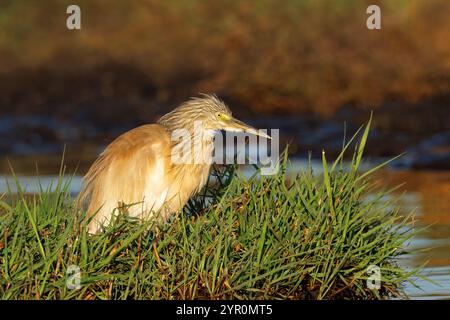 Ein Squakreiher (Ardeola ralloides) in natürlicher Umgebung, Chobe National Park, Botswana Stockfoto