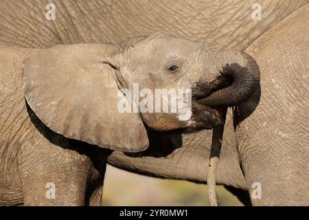 Porträt eines jungen afrikanischen Elefanten (Loxodonta africana), Chobe Nationalpark, Botswana Stockfoto