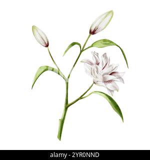 Lilienblüte. Aquarell. Zarte Pastellfarben. Weiße und rosafarbene Knospen an einem Stamm mit Blättern. Festliche Blumen. Gartenstrauß. Zum Dekorieren von Karten Stockfoto