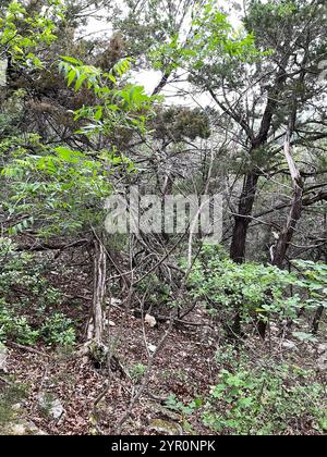 Prairie flameleaf sumac (Rhus lanceolata) Stockfoto