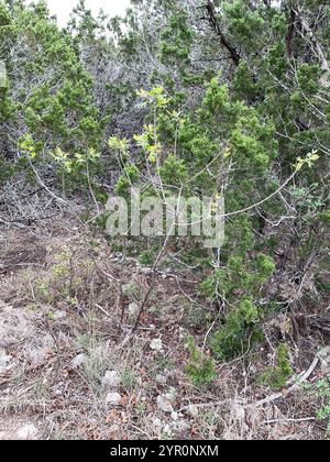 Prairie flameleaf sumac (Rhus lanceolata) Stockfoto