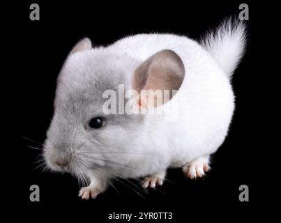 Weiße Baby Ebonit Chinchilla auf schwarzem Hintergrund. Stockfoto