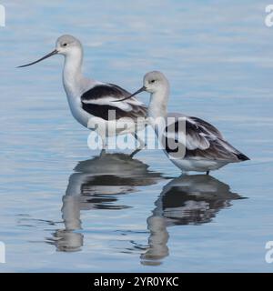 Amerikanischer Avocet, männlich und weiblich, die in Feuchtgebieten auf Nahrungssuche sind. Palo Alto Baylands, Santa Clara County, Kalifornien, USA. Stockfoto