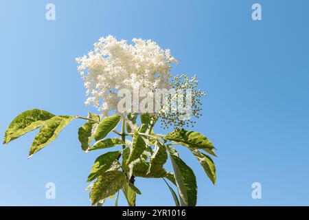 Holunderblüte Sambucus nigra. Nahaufnahme der Holunderblüte im Frühling. Frühlingsblühender Holunder. Weiße Blüten des Älteren auf dem Hintergrund des blauen Himmels Stockfoto