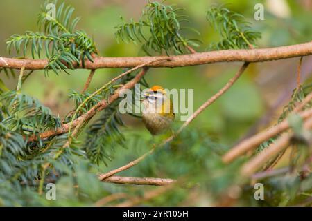 Firecrest Regulus ignicapillus, Erwachsener auf Zweig stehend, singt mit gezogenem Wappen, Suffolk; England, November Stockfoto