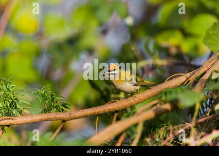 Firecrest Regulus ignicapillus, Erwachsener auf Zweig stehend, singt mit gezogenem Wappen, Suffolk; England, November Stockfoto