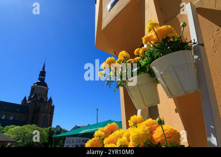 Europa, Deutschland, Pommern, Mecklenburg-Vorpommern, Stralsund. Gelbe Blüten in Töpfen. Stockfoto