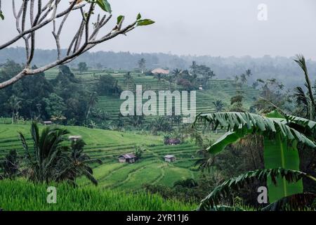 Reisterrassen von Jatiluwih an einem regnerischen Tag auf Bali Stockfoto