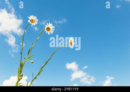 Drei Kamillenblüten auf hohen Stängeln vor blauem Himmel mit verstreuten Wolken. Minimalistische Naturszene für Design und Druck Stockfoto