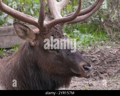 Majestätische Bullenhirsche ruhen friedlich auf einer Wiese und fügen sich in die ruhige Herbstkulisse ein. Das Bild fängt die Kraft und Schönheit der Tierwelt in Natur ein Stockfoto
