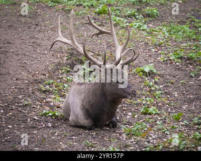 Majestätische Hirsche mit beeindruckenden Geweihen ruhen friedlich zwischen trockenen Blättern und üppiger grüner Vegetation im Herbst Stockfoto
