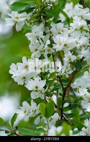 Exochorda x macrantha die Braut, Perlenbusch, Perlenbaum, Perlbusch die Braut, kurze weiße Blumen Stockfoto