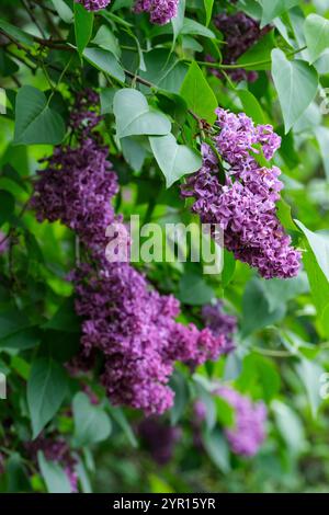 Syringa vulgaris Dr. Charles Jacobs, gemeiner Flieder, französischer Flieder Dr. Charles Jacobs, Purple Blooms, Frühling Stockfoto