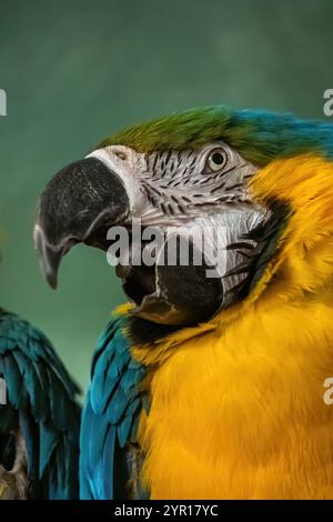 Der blau-gelbe Ara (Ara arararauna) mit offenem Schnabel, neotropischer Papagei, Vogel in der Familie Psittacidae, einheimische Region: Tropische Mitte und Süden Stockfoto