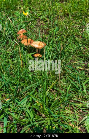 Marasmius veredelt Pilze auf der Frühlingswiese in den Galle Karpaty Bergen Stockfoto