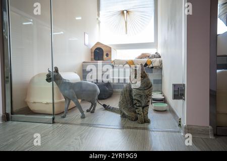 Sphynx und europäische Kurzhaarkatzen blicken durch Glastüren im Haustierhotel und beobachten andere Tiere Stockfoto