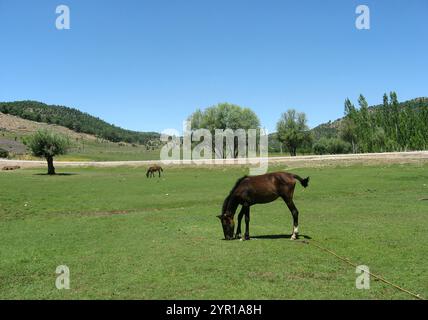 Fohlen- und Pferdeweide im grünen Tal Stockfoto