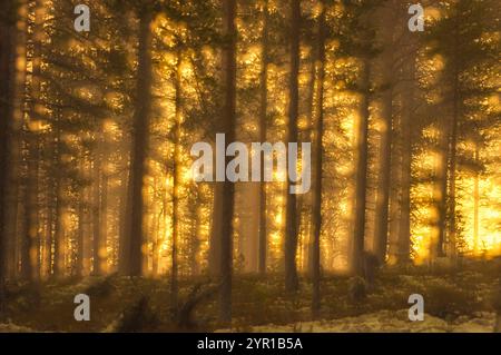 Goldenes Sonnenlicht strömt durch hohe Bäume in einem ruhigen Wald und schafft eine magische Atmosphäre an einem friedlichen Herbstabend. Die warmen Farben erhellen sich Stockfoto