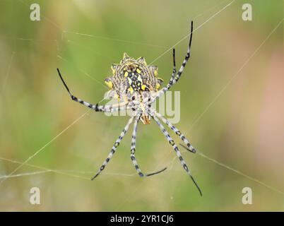 Common Garden Orbweb Spider Stockfoto