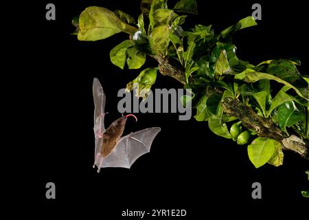Pallas lange Zungen Fledermäuse, Glossophaga soricina, Fütterung von Jicaro, Crescentia cujete Blume, Costa Rica Stockfoto