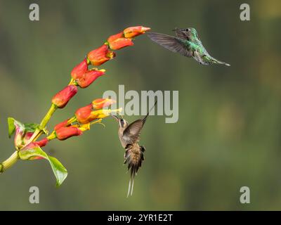 Langschnabeleinsiedler, Phaethornis longirostris und Schuppenbrust Kolibri, Phaeochroa cuvierii, bei der Flugreise auf Sanchezia Sp. Blumen, Costa Rica Stockfoto