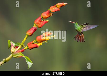 Kolibris, Amazilia tzacatl, bei der Flugreise auf Sanchezia Sp. Blumen, Costa Rica Stockfoto